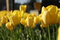 Beautiful yellow tulips growing outdoors on sunny day, closeup. Spring season Royalty Free Stock Photo