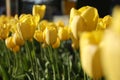 Beautiful yellow tulips growing outdoors on sunny day, closeup. Spring season Royalty Free Stock Photo