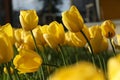 Beautiful yellow tulips growing outdoors on sunny day, closeup. Spring season Royalty Free Stock Photo