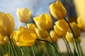 Beautiful yellow tulips growing outdoors on sunny day, closeup. Spring season Royalty Free Stock Photo