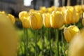 Beautiful yellow tulips growing outdoors on sunny day, closeup. Spring season Royalty Free Stock Photo