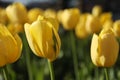 Beautiful yellow tulips growing outdoors on sunny day, closeup. Spring season Royalty Free Stock Photo