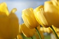 Beautiful yellow tulips growing outdoors on sunny day, closeup. Spring season Royalty Free Stock Photo