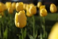 Beautiful yellow tulips growing outdoors on sunny day, closeup. Spring season Royalty Free Stock Photo