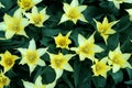 Beautiful yellow tulips, macro, top view Royalty Free Stock Photo