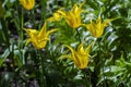 Beautiful yellow tulips at the Tulip Festival in St. Petersburg, Russia.eautiful tulips in the sun in the foreground