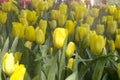 Beautiful yellow tulips with water droplets for background