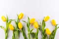 Beautiful yellow tulips on a white background plased in row flat lay, top view, Royalty Free Stock Photo