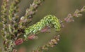 Beautiful Yellow Underwing Caterpillar