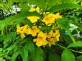 Beautiful yellow Urai flowers Royalty Free Stock Photo