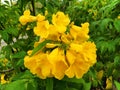 Beautiful yellow Urai flowers Royalty Free Stock Photo