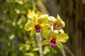 Beautiful yellow vibrant orchid flowers in the tropical garden Royalty Free Stock Photo