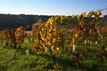 Beautiful yellow vineyards and blue sky during the autumn season in the Chianti Classico area near Greve in Chianti Florence, Royalty Free Stock Photo