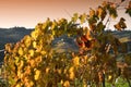 Beautiful yellow vineyards at sunset during the autumn season in the Chianti Classico area near Greve in Chianti Florence, Royalty Free Stock Photo