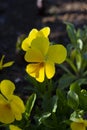 Beautiful yellow viola flowers closeup lit by the sun Royalty Free Stock Photo