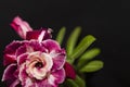 Beautiful yellow-violet flower rose or adenium with green leaves on black background with copy space