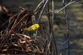 A Beautiful Yellow Warbler in a Marsh