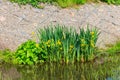 Beautiful yellow water iris Iris pseudacorus, also known as yellow flag, yellow iris Royalty Free Stock Photo