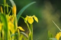 Beautiful Yellow Water Iris Wildflowers on a Sunny Day Royalty Free Stock Photo