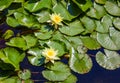 Beautiful yellow Water Lilies growing in an exotic garden. Water Lily leaves with Yellow Flowers Royalty Free Stock Photo