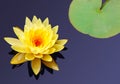 Beautiful yellow water lily with leaf. Nature background