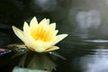 Beautiful yellow water lily lotus flower blooming on water surface. Reflection of lotus flower on water pond Royalty Free Stock Photo