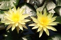 Beautiful yellow water lily lotus flower blooming on water surface. Reflection of lotus flower on water pond Royalty Free Stock Photo