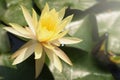 Beautiful yellow water lily lotus flower blooming on water surface. Reflection of lotus flower on water pond Royalty Free Stock Photo