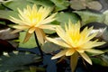 Beautiful yellow water lily lotus flower blooming on water surface. Reflection of lotus flower on water pond Royalty Free Stock Photo