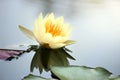 Beautiful yellow water lily lotus flower blooming on water surface. Reflection of lotus flower on water pond Royalty Free Stock Photo