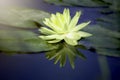 Beautiful yellow water lily lotus flower blooming on water surface. Reflection of lotus flower on water pond Royalty Free Stock Photo