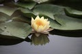 Beautiful yellow waterlily or lotus flower in pond with reflecting on the water Royalty Free Stock Photo