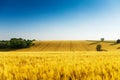 Beautiful yellow wavy field is summer