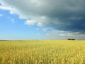 Wheat plants field and beautiful cloudy sky, Lithuania Royalty Free Stock Photo