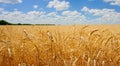 beautiful yellow wheat field with blue sky with beautiful and amazing white clouds Royalty Free Stock Photo