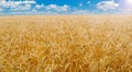 beautiful yellow wheat field with blue sky Royalty Free Stock Photo