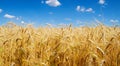 beautiful yellow wheat field with blue sky in high resolution and sharpness. field concept Royalty Free Stock Photo
