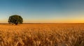 beautiful yellow wheat field with blue sky Royalty Free Stock Photo