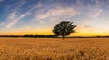 beautiful yellow wheat field with blue sky in a sunset Royalty Free Stock Photo