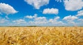 beautiful yellow wheat field with blue sky with beautiful white clouds Royalty Free Stock Photo