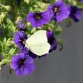 Brimstone butterfly - Gonepteryx rhamni, light yellow, sitting on violet million bells flower - Caliabrachoa - in summer garden Royalty Free Stock Photo