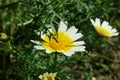 Beautiful yellow and white flower in a field close up