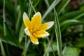 Beautiful yellow-white flower of wild tulip with raindrops at spring Royalty Free Stock Photo