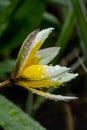 Beautiful yellow-white flower of wild tulip with raindrops at spring Royalty Free Stock Photo