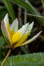 Beautiful yellow-white flower of wild tulip with raindrops at spring Royalty Free Stock Photo