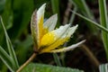 Beautiful yellow-white flower of wild tulip with raindrops at spring Royalty Free Stock Photo