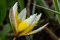 Beautiful yellow-white flower of wild tulip with raindrops at spring Royalty Free Stock Photo