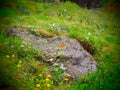 Beautiful yellow and white flowers on an Alpine meadow high in the mountains in spring