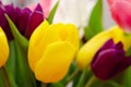 Beautiful yellow white and purple tulips