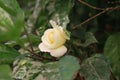 Beautiful yellow white rose blooming in leaves